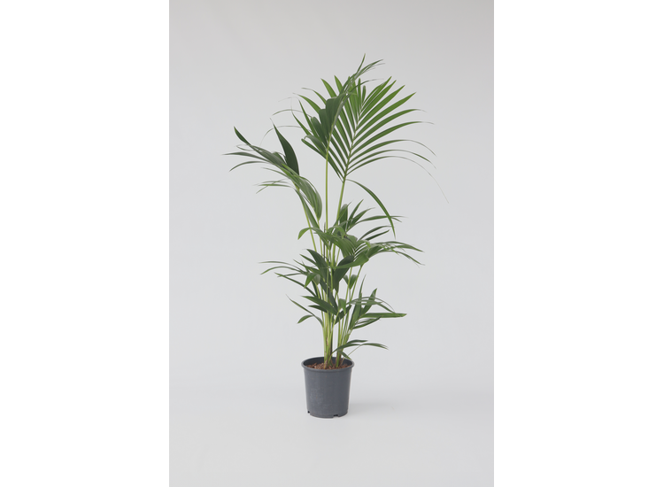 Grote Kentia Kamerpalm afbeelding