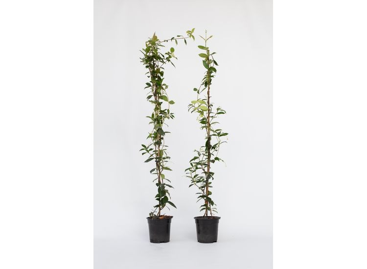 XL Jasmijn op stok 120cm - set van 2