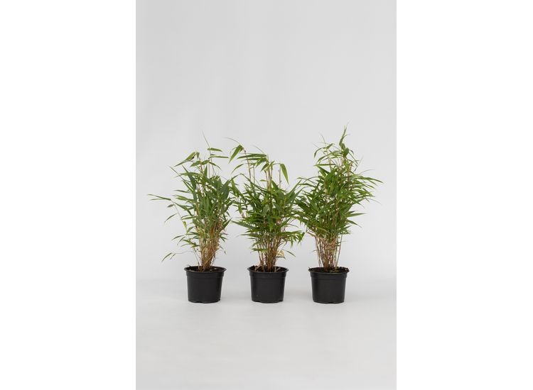 3 Groene Bamboe struiken - Fargesia Rufa afbeelding