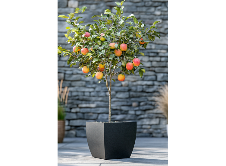 Appelboom 'Malus Elstar' afbeelding