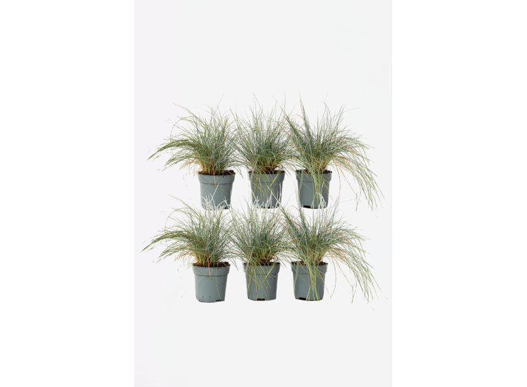 Festuca 'blauw zwenkgras' - set van 6 afbeelding