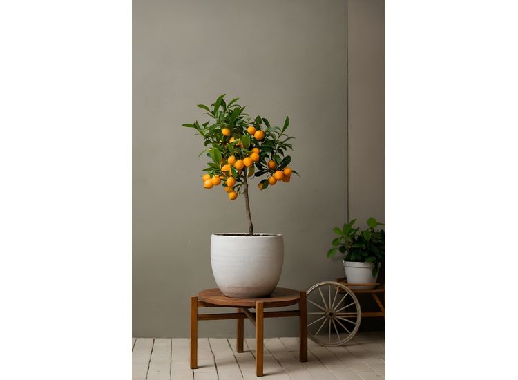 Citroenboom Citrus Limon afbeelding