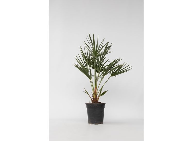Europese Waaierpalm 'Chamaerops Humilis' afbeelding