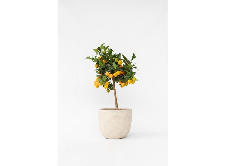 Citrus Calamondin op stam afbeelding