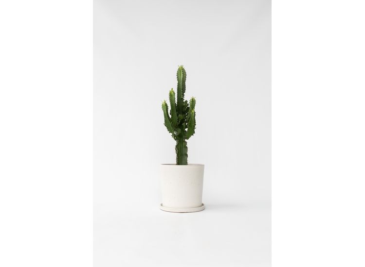 Euphorbia Eritrea Cactus - 45-55cm afbeelding