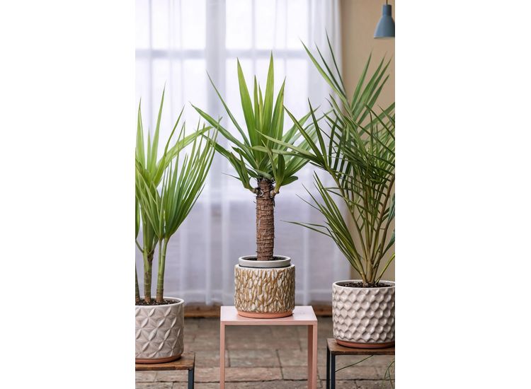 Indoorpalm - mix of 3 afbeelding