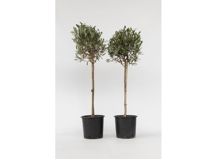 Set van 2 XL Olijfbomen