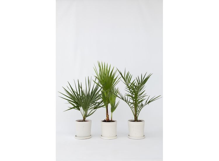Outdoor Palmmix - mix van 3 afbeelding