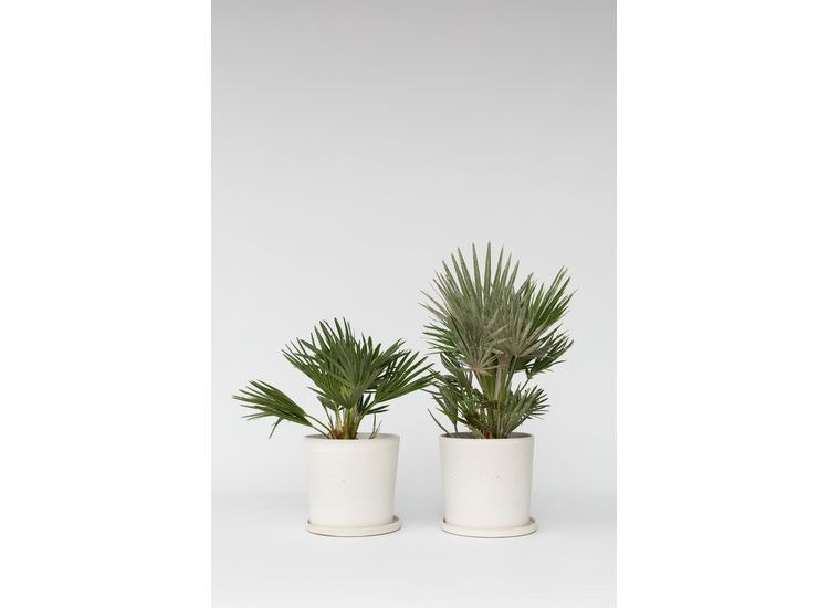 Chamaerops Vulcano Palm - set van 2 afbeelding