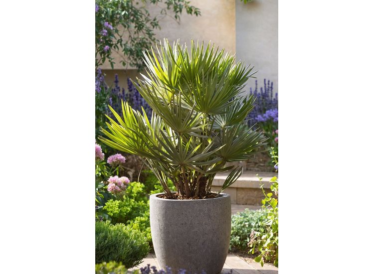 XL Chamaerops Vulcano Palmtree afbeelding