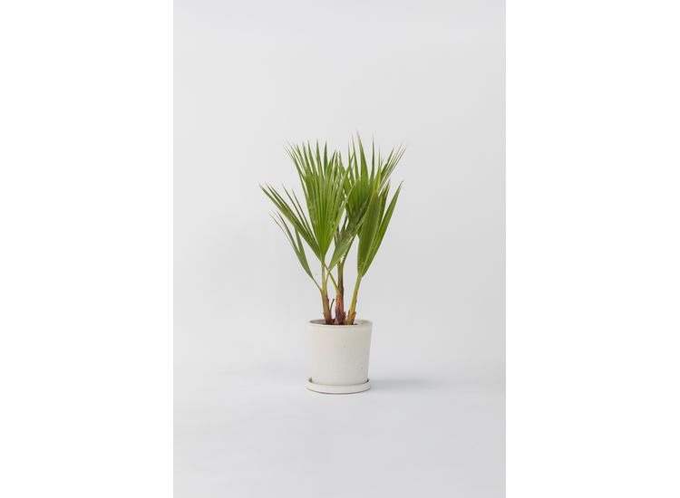 Mexican Fan Palmtree 'Washingtonia Robusta' afbeelding