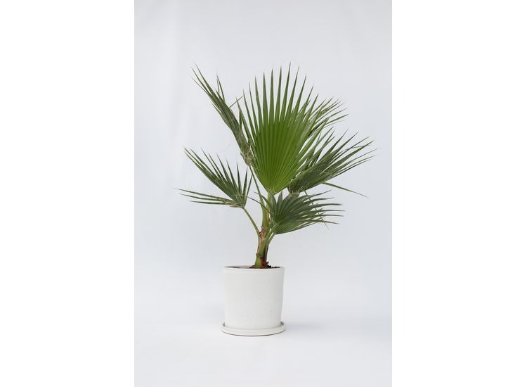 Mexicaanse Waaierpalm Washingtonia afbeelding