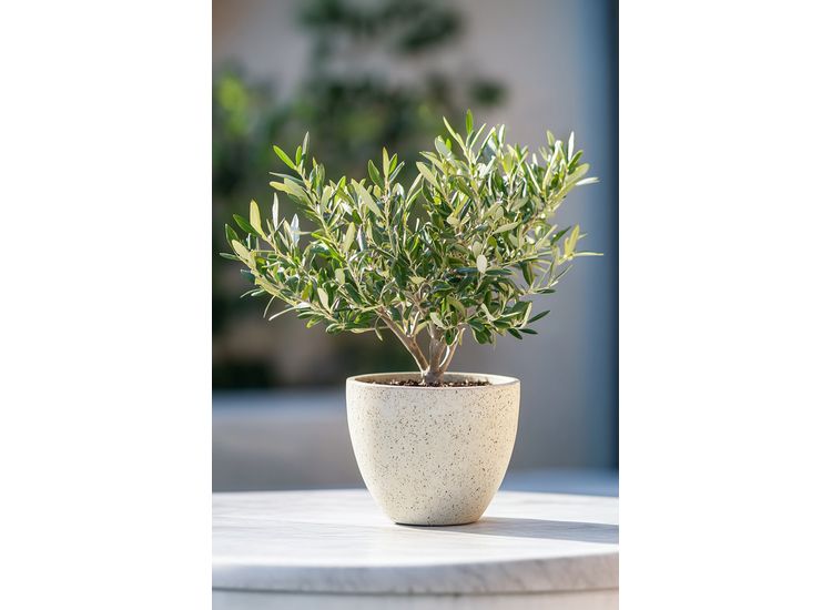 Bonsai Olive tree in bowl afbeelding