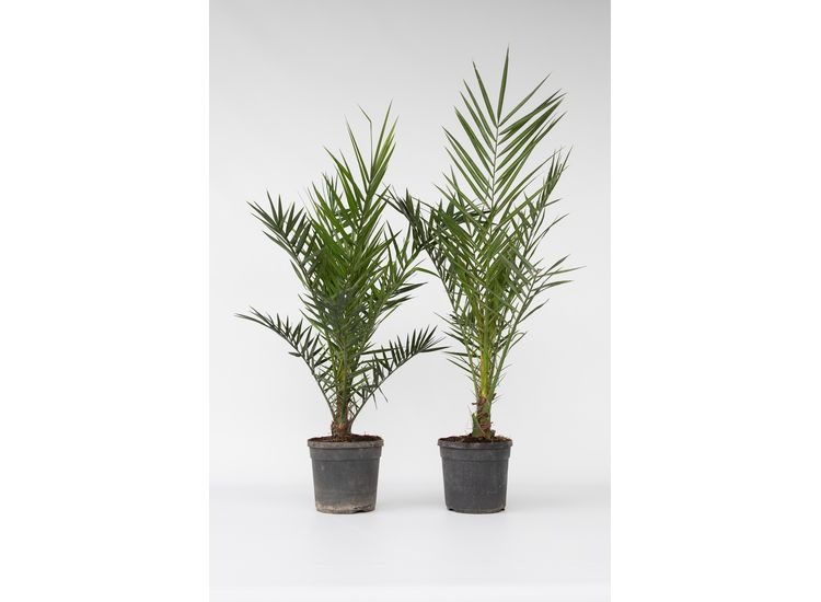Set van 2 Phoenix 80-90 cm afbeelding