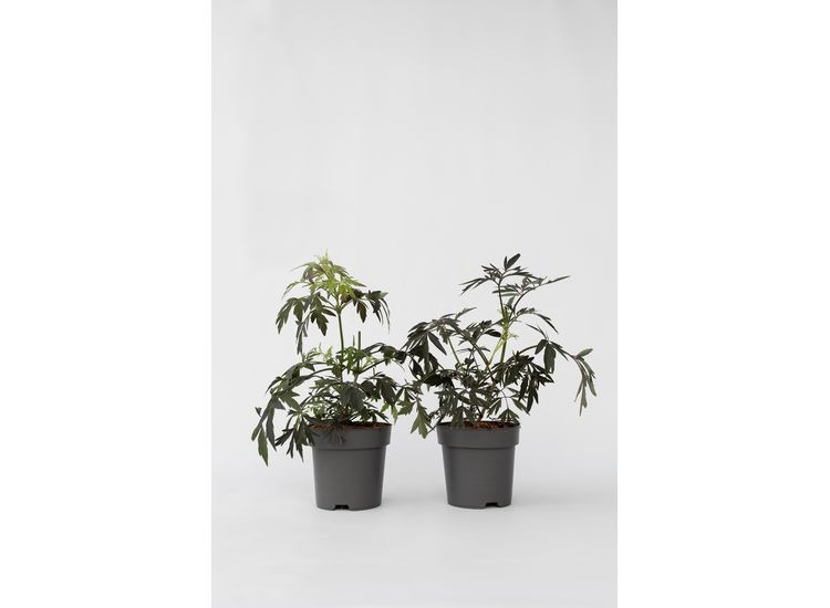 Sambucus 'Black Lace' - set of 2 afbeelding