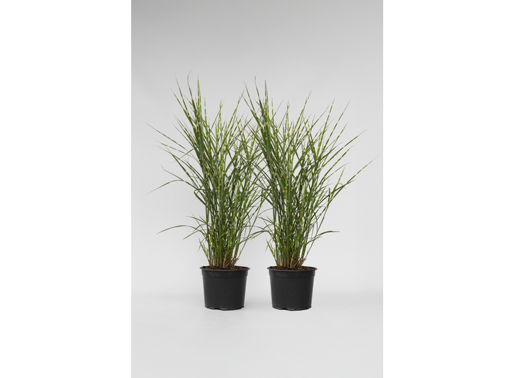 Miscanthus 'Zebrinus' gras - set van 2 afbeelding