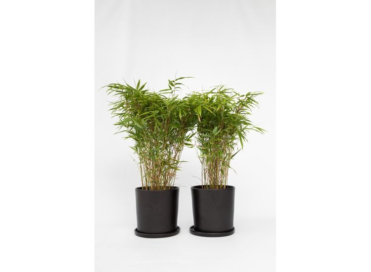 Bamboo Gansu - set van 2