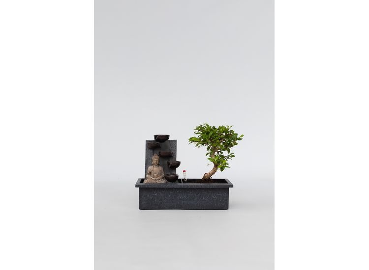 Bonsai met waterval 'Buddha' afbeelding