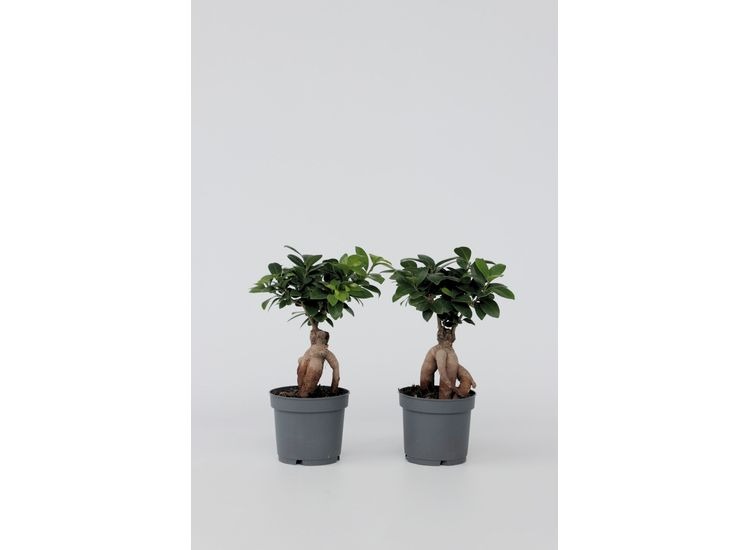 Ficus Ginseng 'Japanse Bonsai' - set van 2 afbeelding