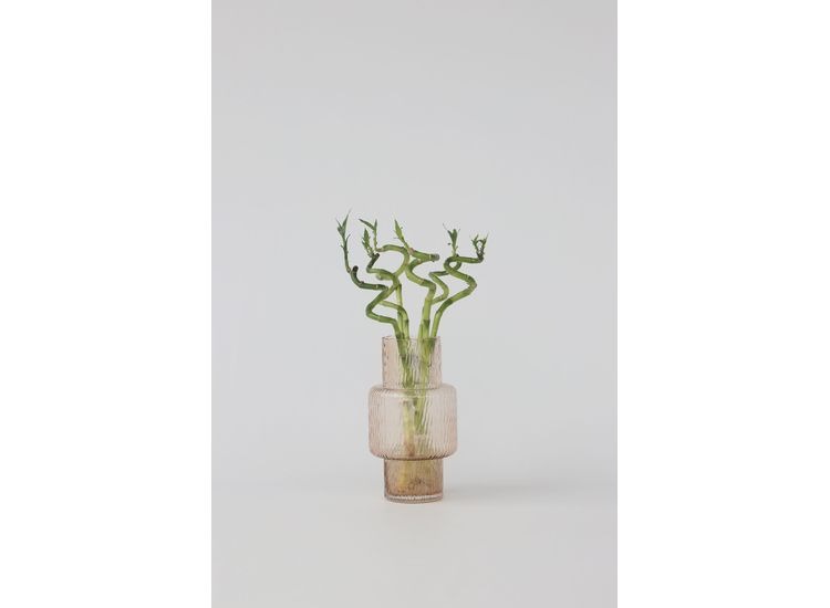 Lucky Bamboo stems - set of 6 afbeelding