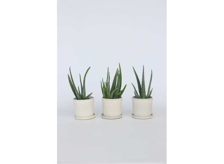 Set van 3 Aloë Vera planten afbeelding