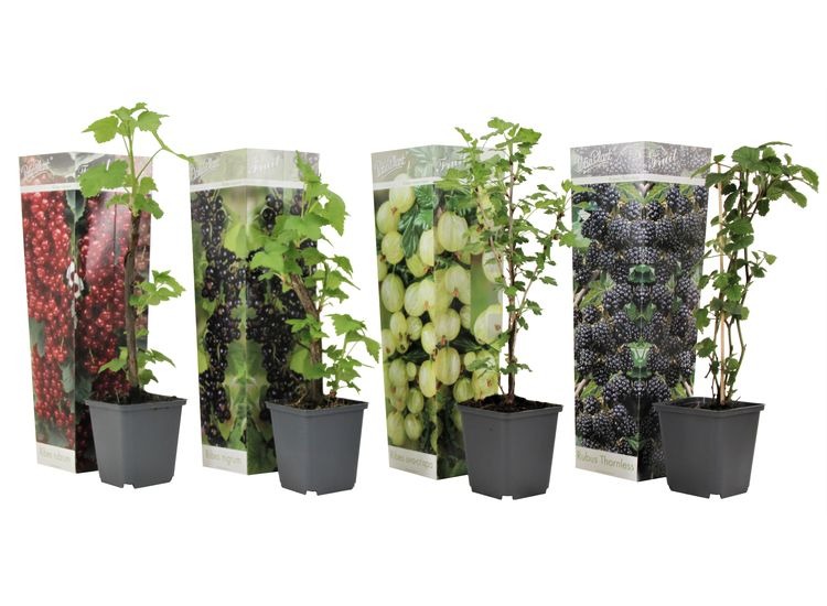 Bessenplanten - mix van 4 afbeelding