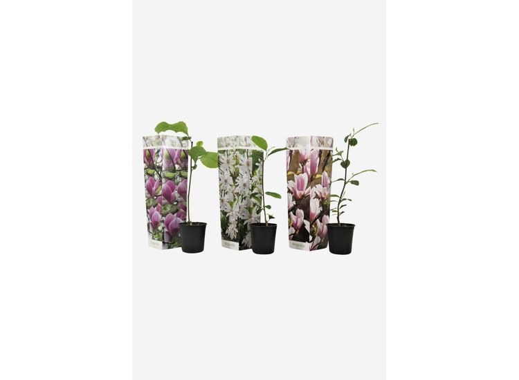 Mix van 3 Winterharde Magnolia's afbeelding