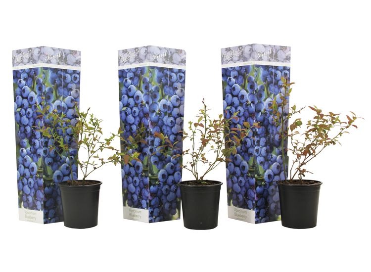 Blauwe bes - set van 3 afbeelding