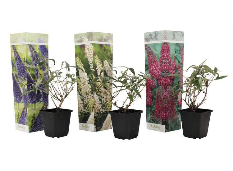 Mix van 3 Buddleja - blauw, rood, wit afbeelding