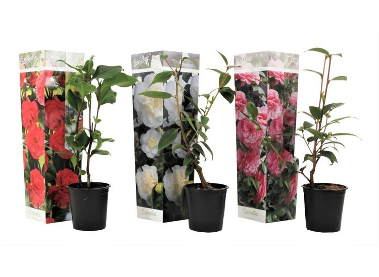 Mix van 3 Camellia - rood, roze, wit afbeelding