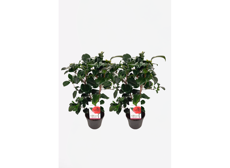 Camellia japonica 'japanse roos' Lady Campbell - set van 2 afbeelding