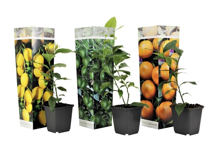 Mix van 3 Citrus planten - citroen, sinaasappel, limoen afbeelding