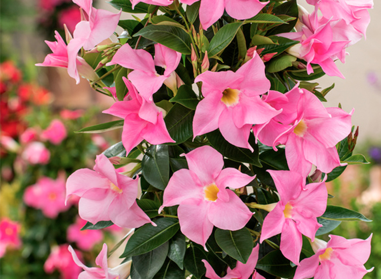 Mix van 3 Dipladenia - rood, roze, wit