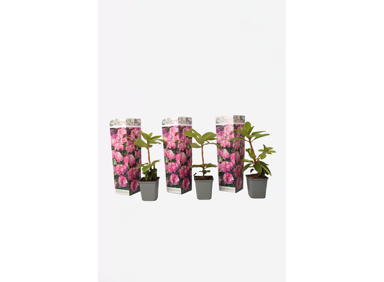 Rhododendron 'Elegans Pink' - set van 3 afbeelding