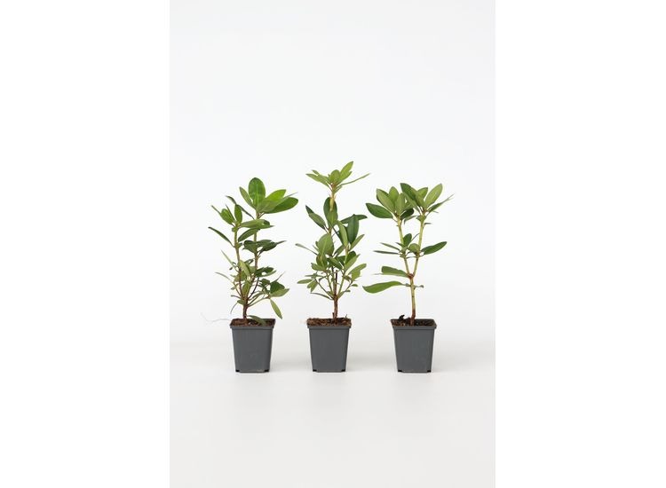 Rhododendron 'Cunningham White' - set van 3 afbeelding
