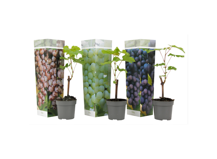 Mix van 3 Druiven planten afbeelding