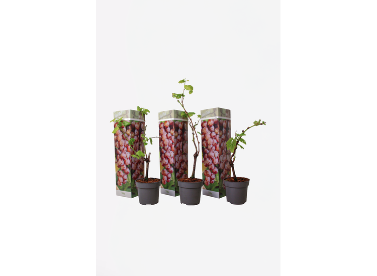 Druiven rood - set van 3 afbeelding