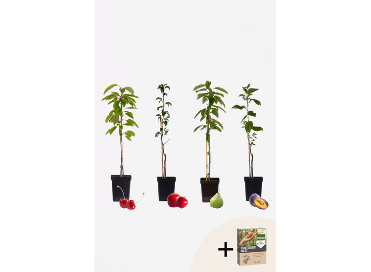 4 Winterharde fruitbomen: Kers, Pruim, Appel en Peer afbeelding