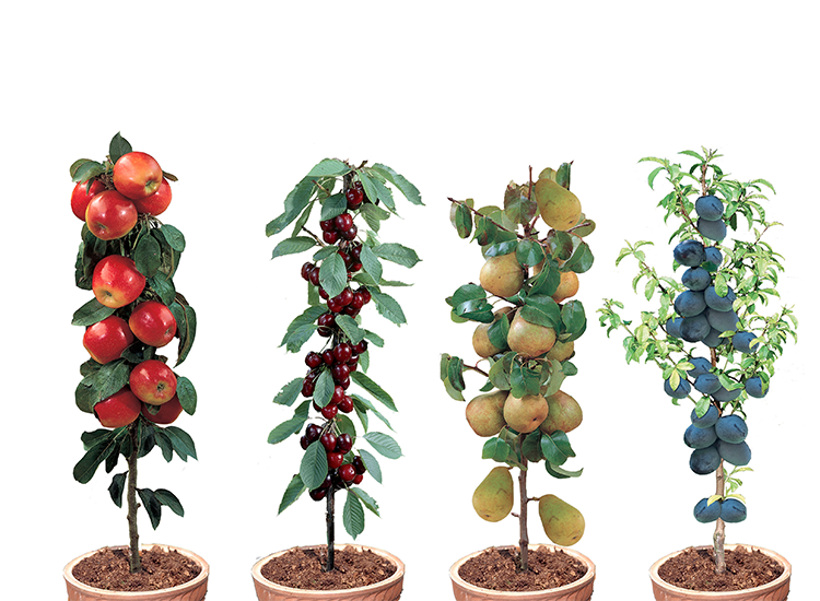 Afbeelding van 8 Winterharde fruitbomen: Kers, Pruim, Appel en Peer