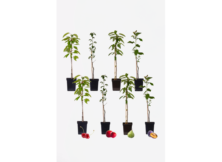 8 Winterharde fruitbomen: Kers, Pruim, Appel en Peer afbeelding