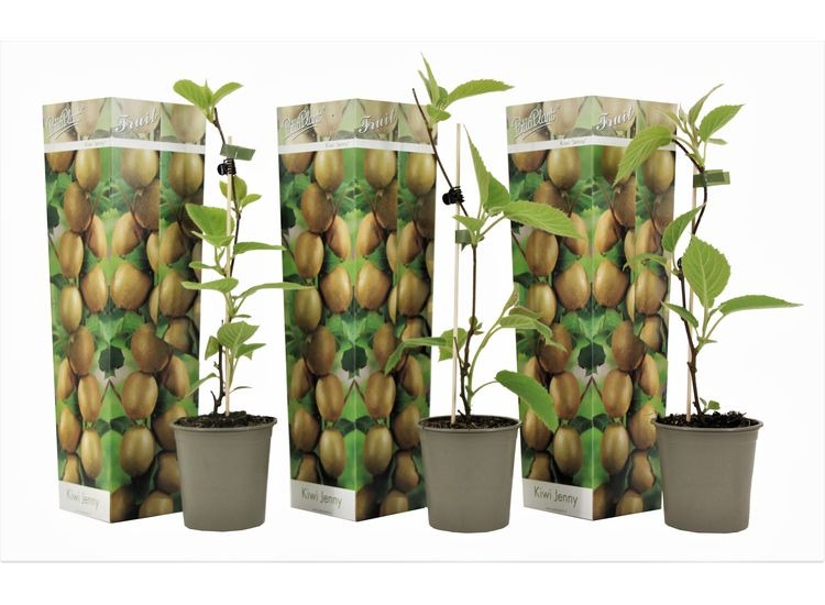 Set van 3 Winterharde Kiwi planten afbeelding