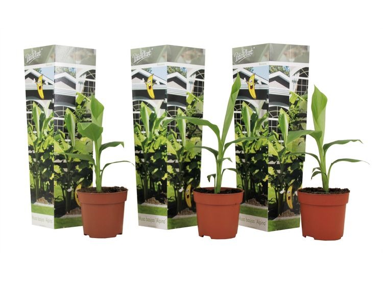 Winterharde bananenplanten - 3 stuks afbeelding
