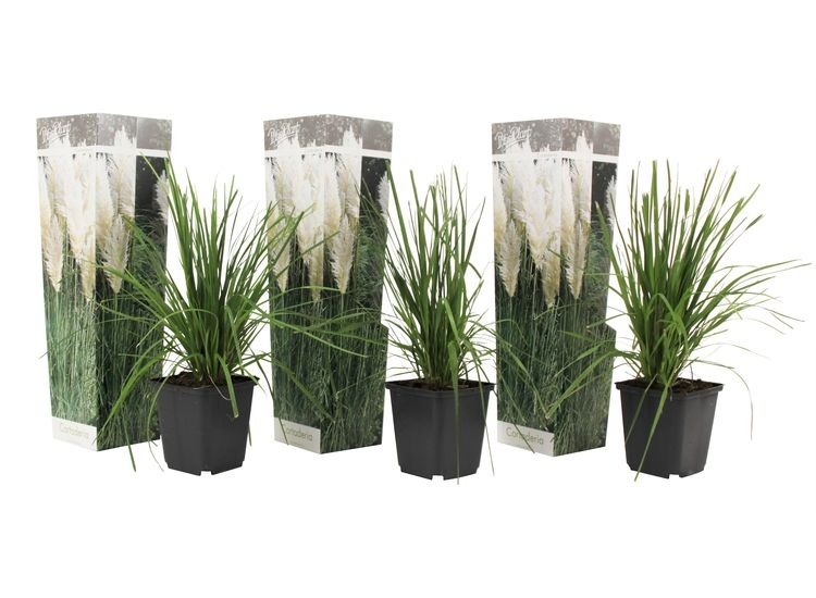 Set van 3 Witte Pampasgrassen afbeelding