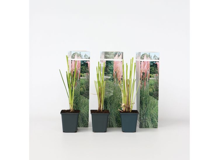 Set van 3 Roze Pampasgrassen