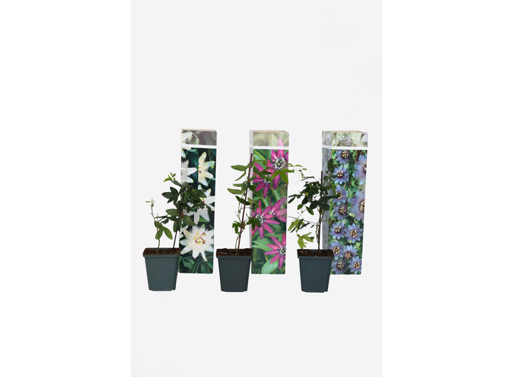 Mix van 3 Passiflora planten afbeelding
