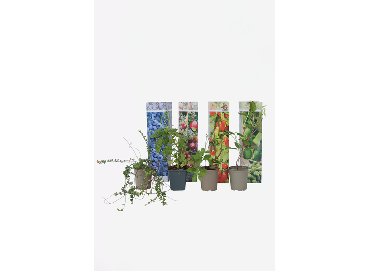 Smoothie mix - Goji bes, Blueberry, Cranberry, Kiwi-bes afbeelding