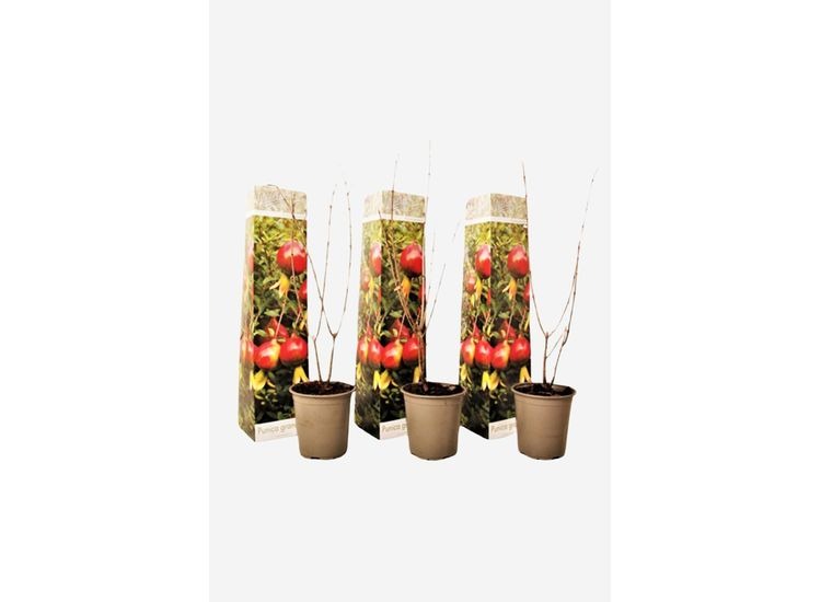 Punica Granatum "granaatappel" - set van 3 afbeelding