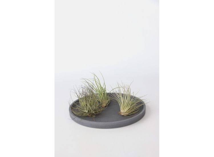 Set van 6 Tillandsia Luchtplantjes