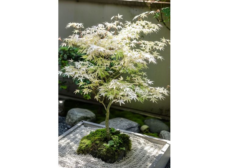 Witte Japanse Esdoorn 'Acer Ugigumo' new afbeelding