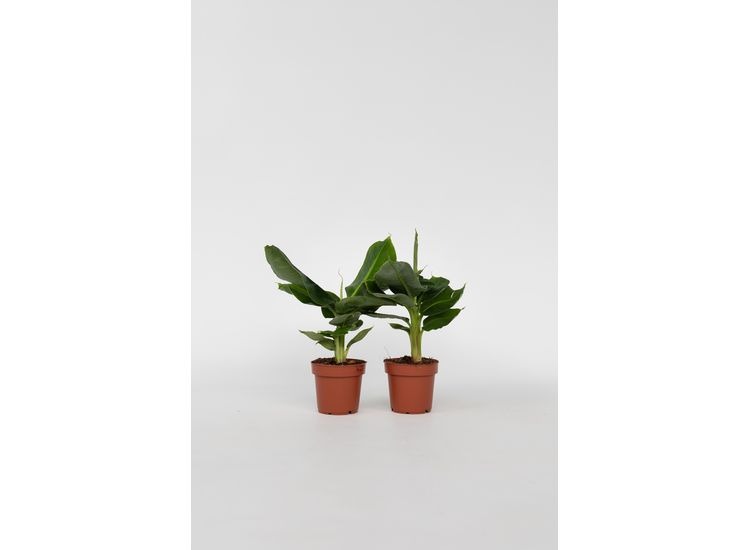 2 Tropische Bananenplanten voor binnen afbeelding